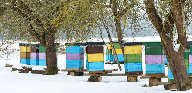 五颜六色的蜂巢，户外有雪堆