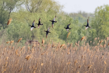 一群 Garganey 鸭在快速, 上升的飞行从 reedbed