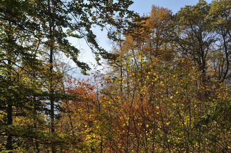 秋天树叶在树林中用作背景