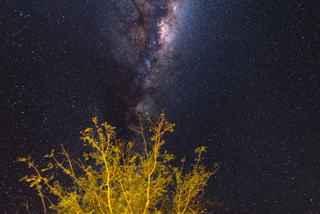 繁星满天, 银河天文纳米比亚之夜, 树在前景。冒险到野外