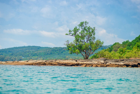 热带无人居住的荒凉岩石海滩上的一棵小树