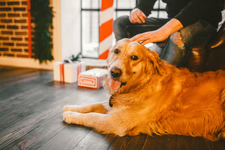 金毛猎犬, 拉布拉多躺在主人脚旁边的一只雄性.人抚摸狗的手.