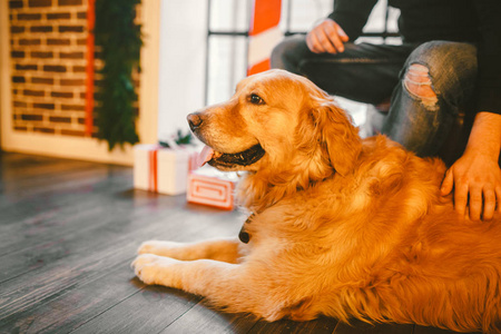 金毛猎犬, 拉布拉多躺在主人脚旁边的一只雄性。人抚摸狗的手。在房子的内部的木地板附近的窗口与圣诞节, 圣诞装饰和礼品盒