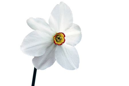 一种水仙花在白色背景上分离。 特写