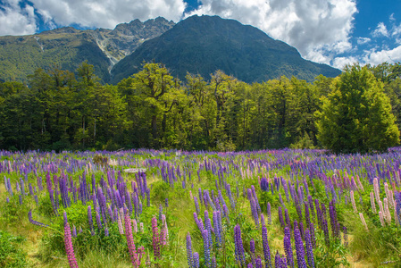 Russle 花在 milfordsound