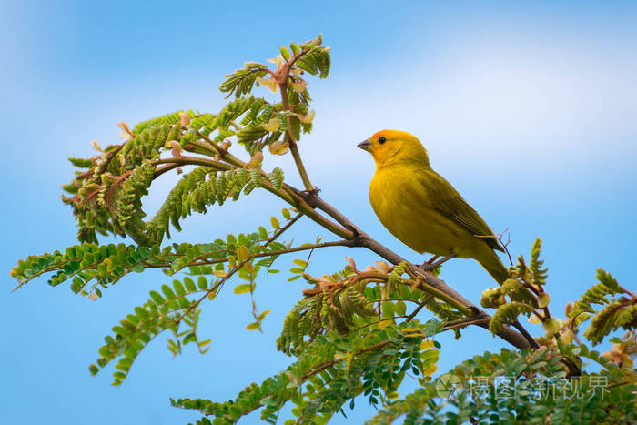 野生金丝雀过路鸟栖息在大自然的树上
