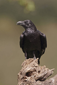 普通乌鸦Corvus Corax