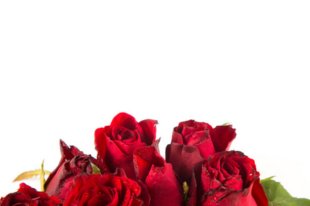 边界的新鲜美丽的红色花园玫瑰隔离白色背景。贺卡与红玫瑰和空间的文字使用作为爱, 情人节的概念, 婚礼卡