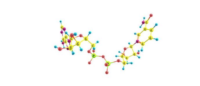 RNA分子构成图图片