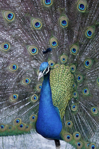 一只美丽的五颜六色的孔雀头颈和羽毛