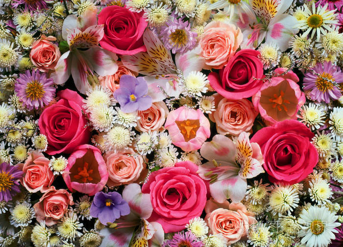 花墙背景与惊人的玫瑰