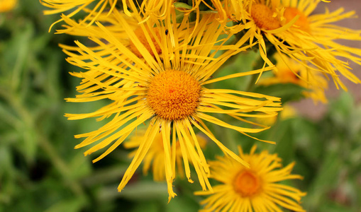 开花旋高, 旋 helenium 在有机花园。药用植物, homeopatic。背景模糊