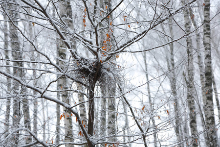 冬雪中的树枝被遗弃的空鸟巢