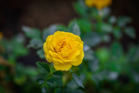 特写玫瑰与花蕾在浪漫的花园。 带有植物样本的玫瑰花园苗圃