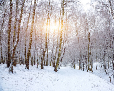 白雪覆盖的树木，在城市公园