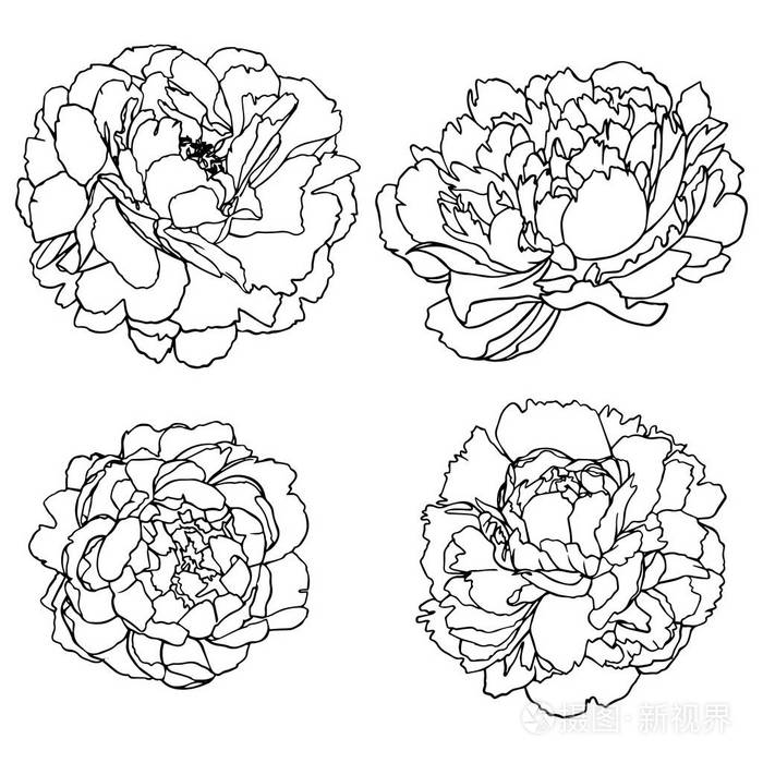 手绘牡丹花的矢集轮廓分离