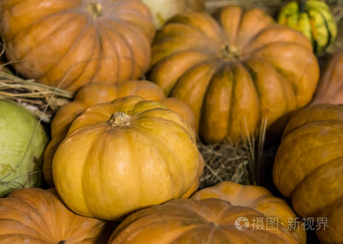 黄色的南瓜在干草和橙色水果的背景下紧紧地荡漾着