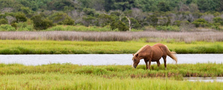 assateague vild ponny bete i fltet