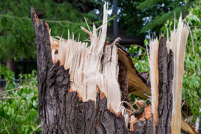 森林里的飓风一棵树桩断了树桩上有薯片