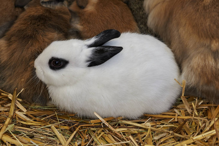 农场里的兔子小狗图片