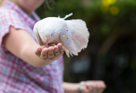 白鸽，一条蓬松的大尾巴，坐在手上，吃葵花籽，长时间暴露在鸟周围，食物分散开来。