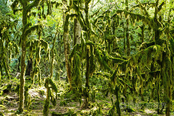 神奇的仙女森林遗迹森林盒子木树颈纹苔藓绿林