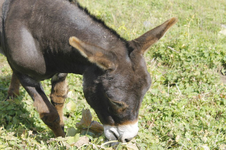 驴在草地上黑驴在草地上觅食照片