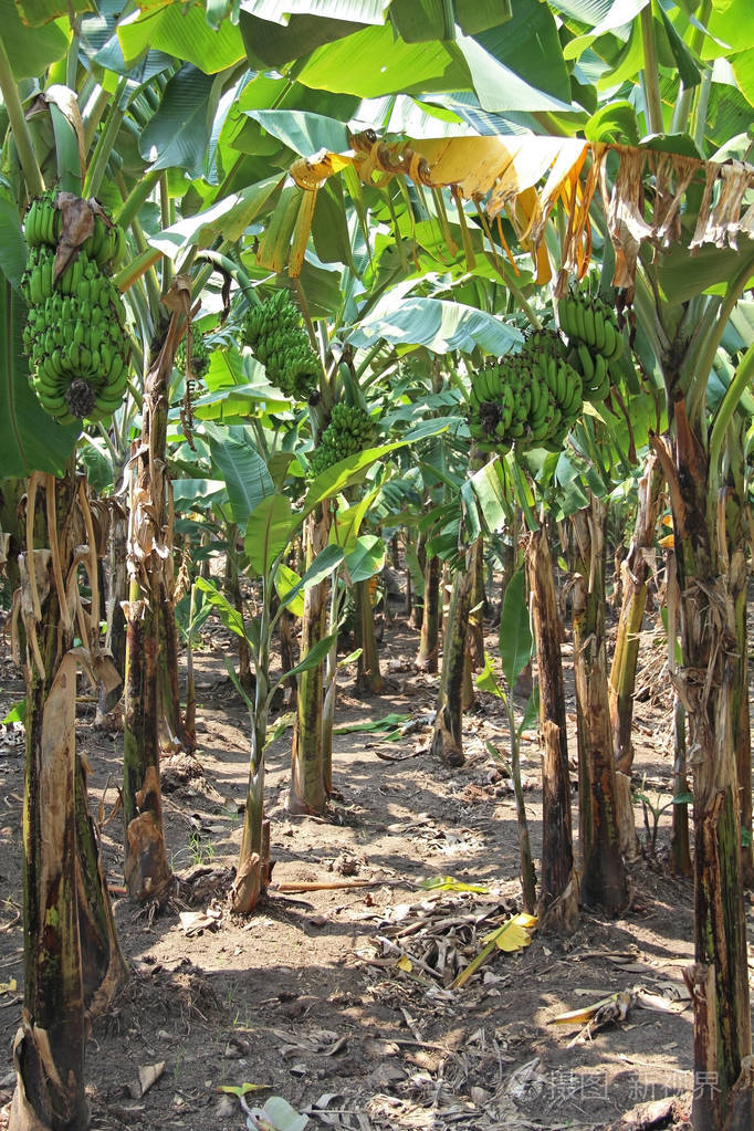绿色的新鲜香蕉生长在树上.香蕉种植园.印度