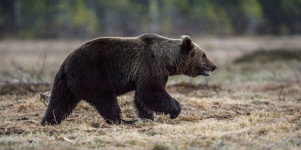 棕色熊在春天在森林里的沼泽上行走。 欧洲棕熊UrsusArctos。