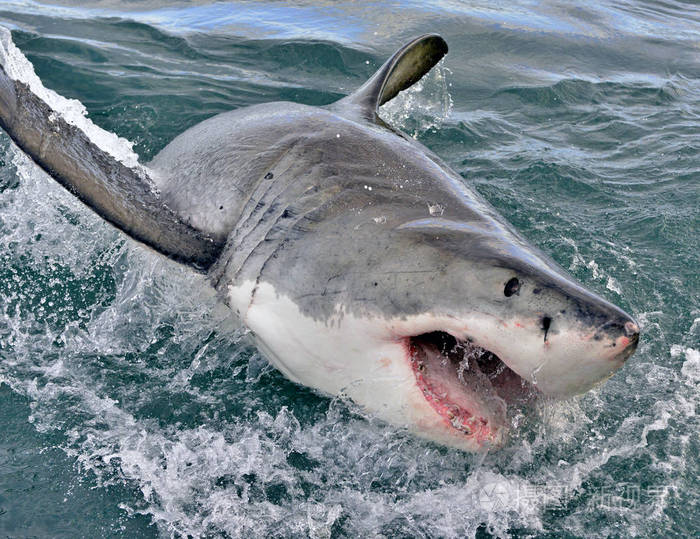 大白鲨carcharodoncarcharias张开嘴假湾南非大西洋