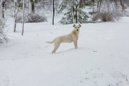 白狗在雪地上玩耍，有趣的狗狗冬天童话