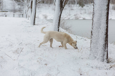 白狗在雪地上玩耍，有趣的狗狗冬天童话