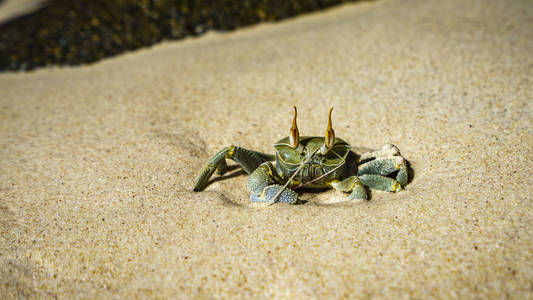 沙中有角幽灵蟹的肖像, 塞舌尔1