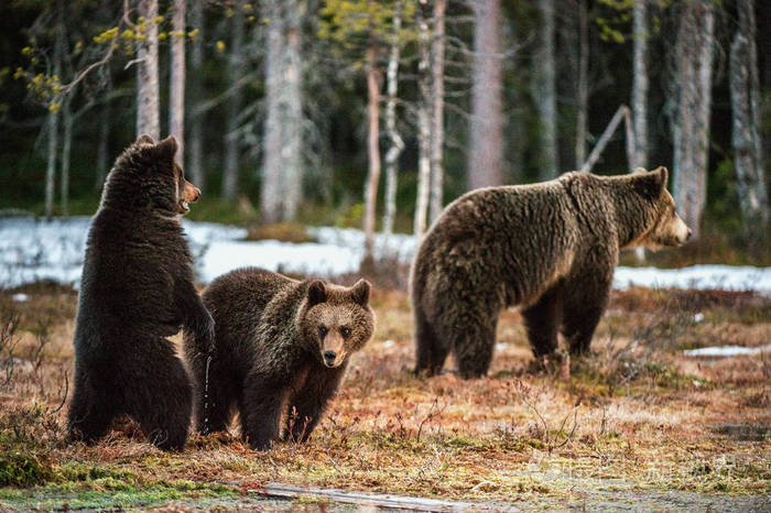 熊幼崽和她熊。 春天森林中的棕熊UrsusArctosArctos。 自然生境