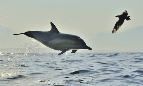 游泳和跳跃海豚在海里游泳. 海豚从水中游泳和跳跃.