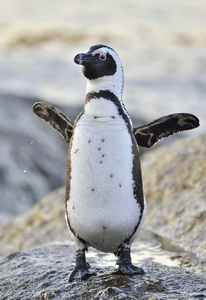 海滨的非洲企鹅。 非洲企鹅斯芬尼斯德默苏在博尔德斯海滩附近的西蒙斯镇在开普半岛南非。