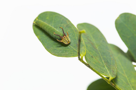 普通 nawab 蝶 Polyura athamas 枕