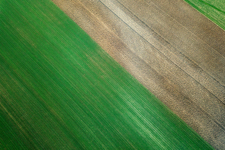 田间鸟瞰图中生长的小麦幼苗