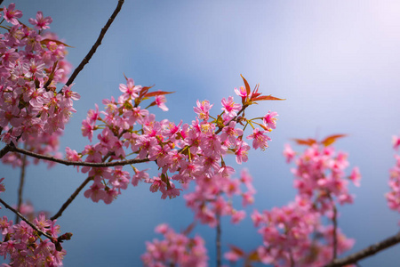 樱花花正在盛开的花朵，在泰国清迈