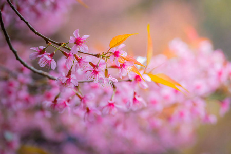 樱花花正在盛开的花朵，在泰国清迈