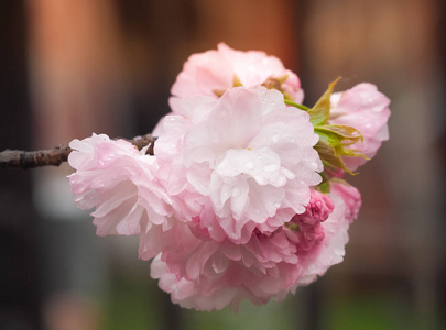 日本大阪季节，美丽的樱花盛开着雨滴