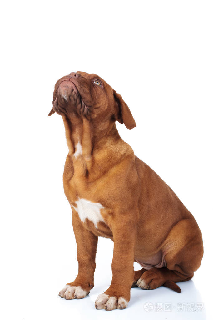 一个好奇的小狗的侧面看着