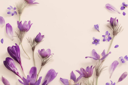 春天的紫色花，白色的背景上