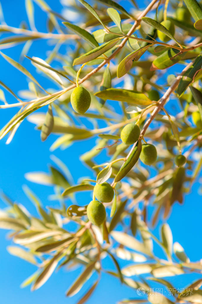 绿色橄榄树jpg