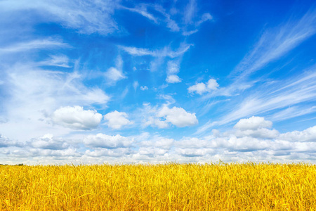金黄麦子的耳朵关闭.美丽的田园风光在阳光明媚和蓝天下.