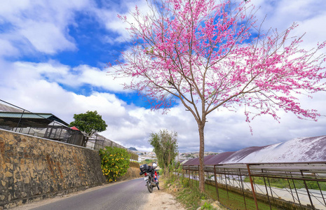 樱花沿着乡间的公路，进入乡村，高原迎春