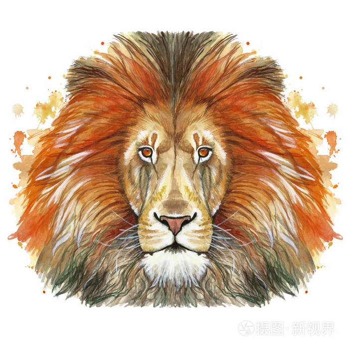一种动物哺乳动物食肉动物的水彩画红色的狮子红色的鬃毛野兽的狮子王