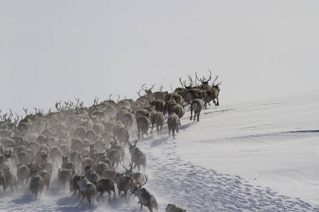 一个大群的驯鹿沿着一个雪湾的斜坡运行