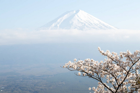 用樱花盛开的作为前景色为背景的日本富士山