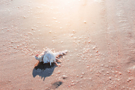 海滩上有朝阳的贝壳。